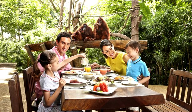 Family cherishes breakfast with Orangutans, crafting beautiful memories in a heartwarming moment of connection amid nature's splendor.